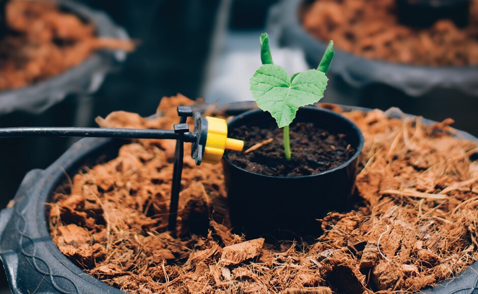 Vaso preto com muda verde em solo, com sistema de irrigação automático amarelo