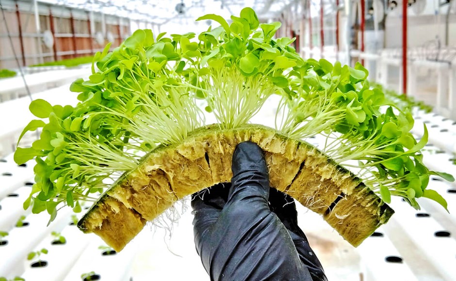 Broto verde jovem em suporte de fibra sustentado por luva preta num cultivo hidropônico