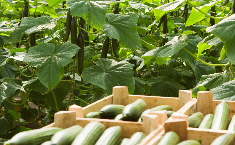 pepino en hidropon&iacute;a