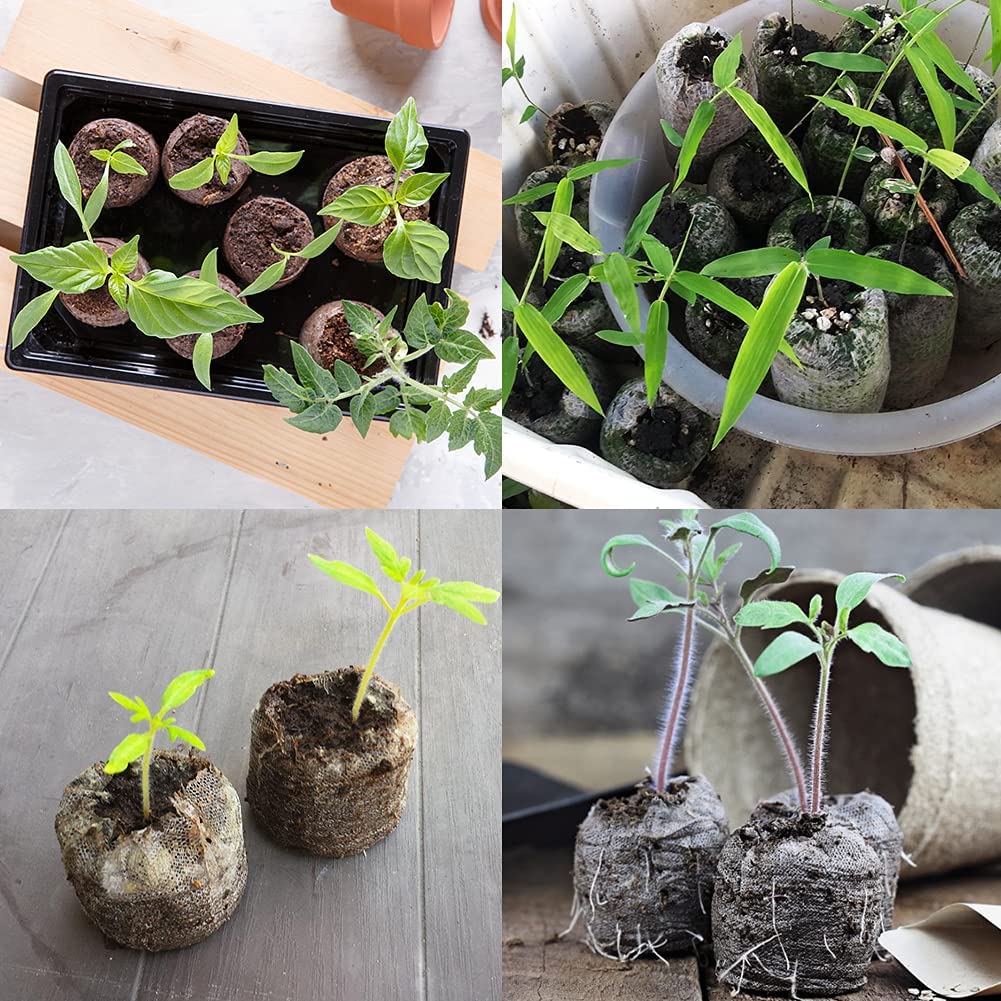 100 piezas de fibra de coco Plantas jovens em recipientes de germinação variados com folhas verdes