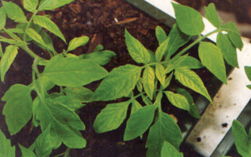 hierro en hidropon&iacute;a