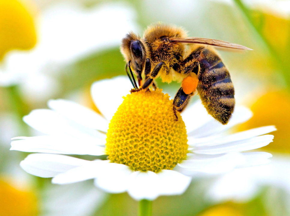 Abelha pousada num centro amarelo de flor branca