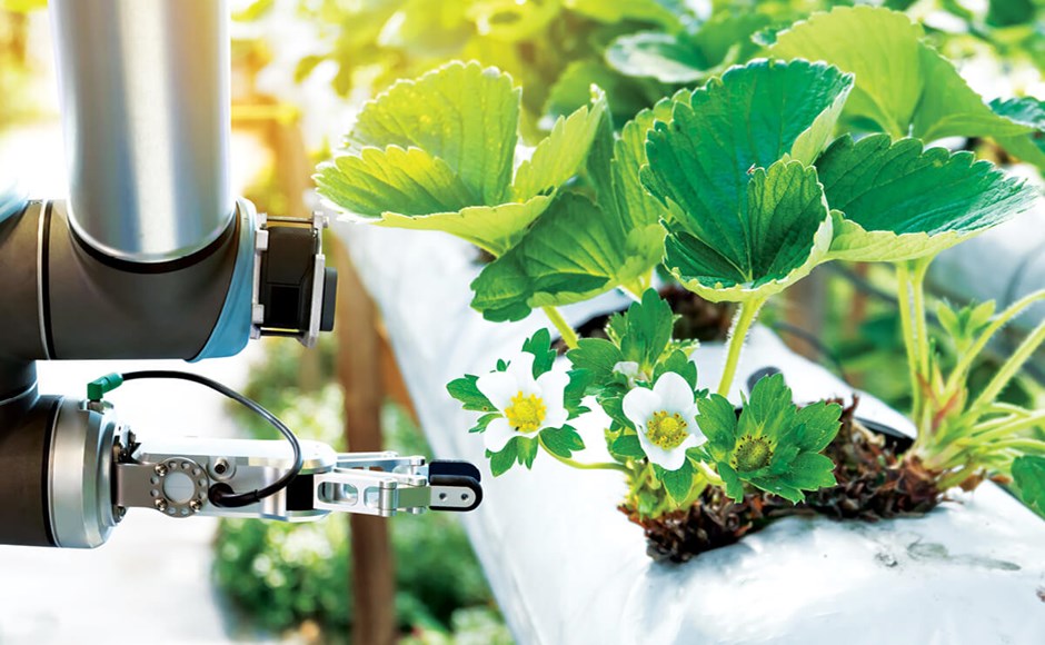 Braço robótico a colher morangos em cultivo controlado