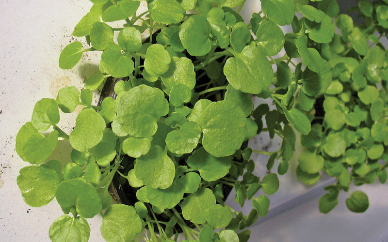 hierro en hidropon&iacute;a