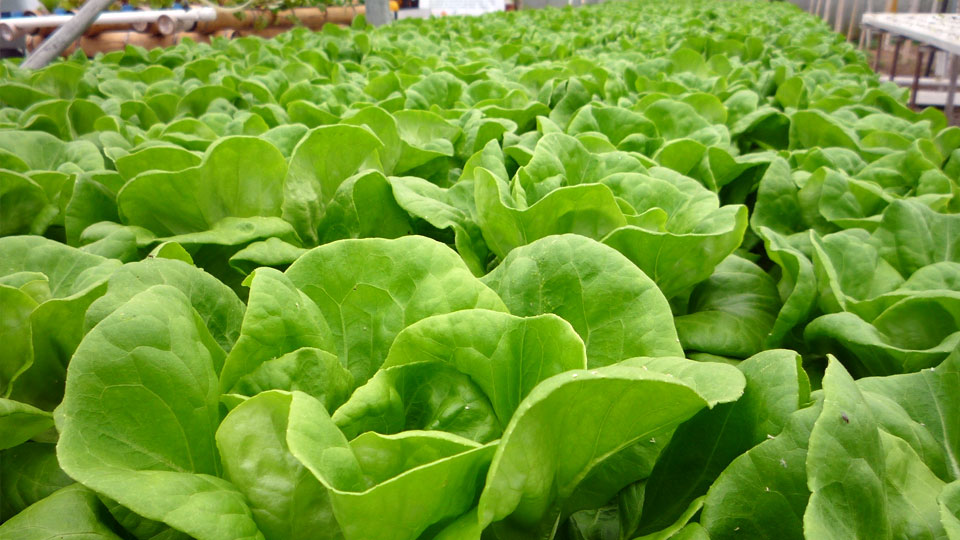 Nutrientes Verduras (Mezcla plantas) Alfaces verdes frescas em fileiras num ambiente de cultivo