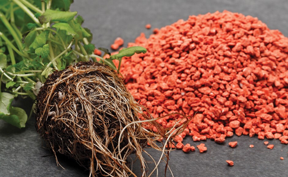 Planta com raízes expostas e grânulos vermelhos ao lado