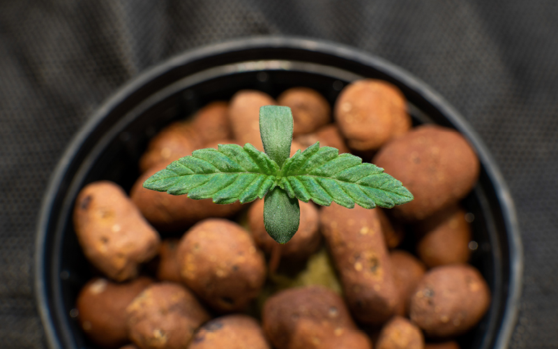 cannabis en hidropon&iacute;a