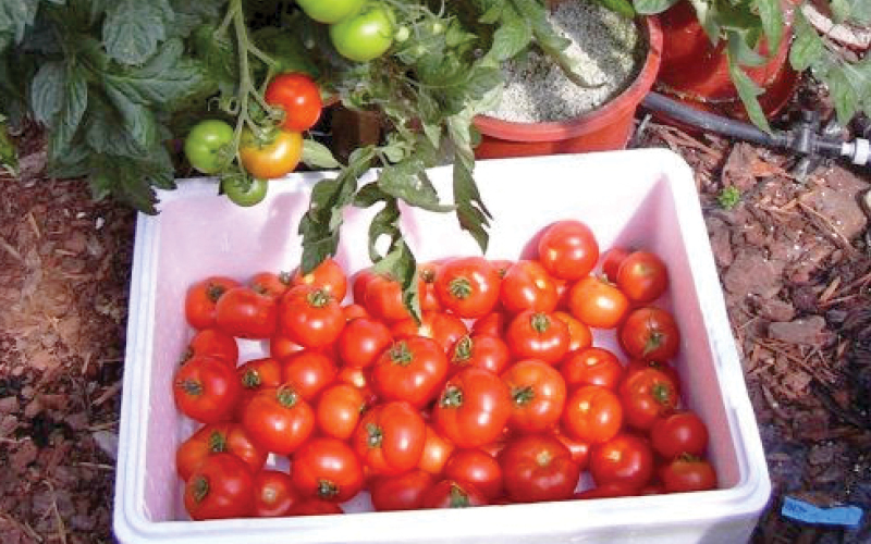 absorci&oacute;n de nutrientes hidropon&iacute;a