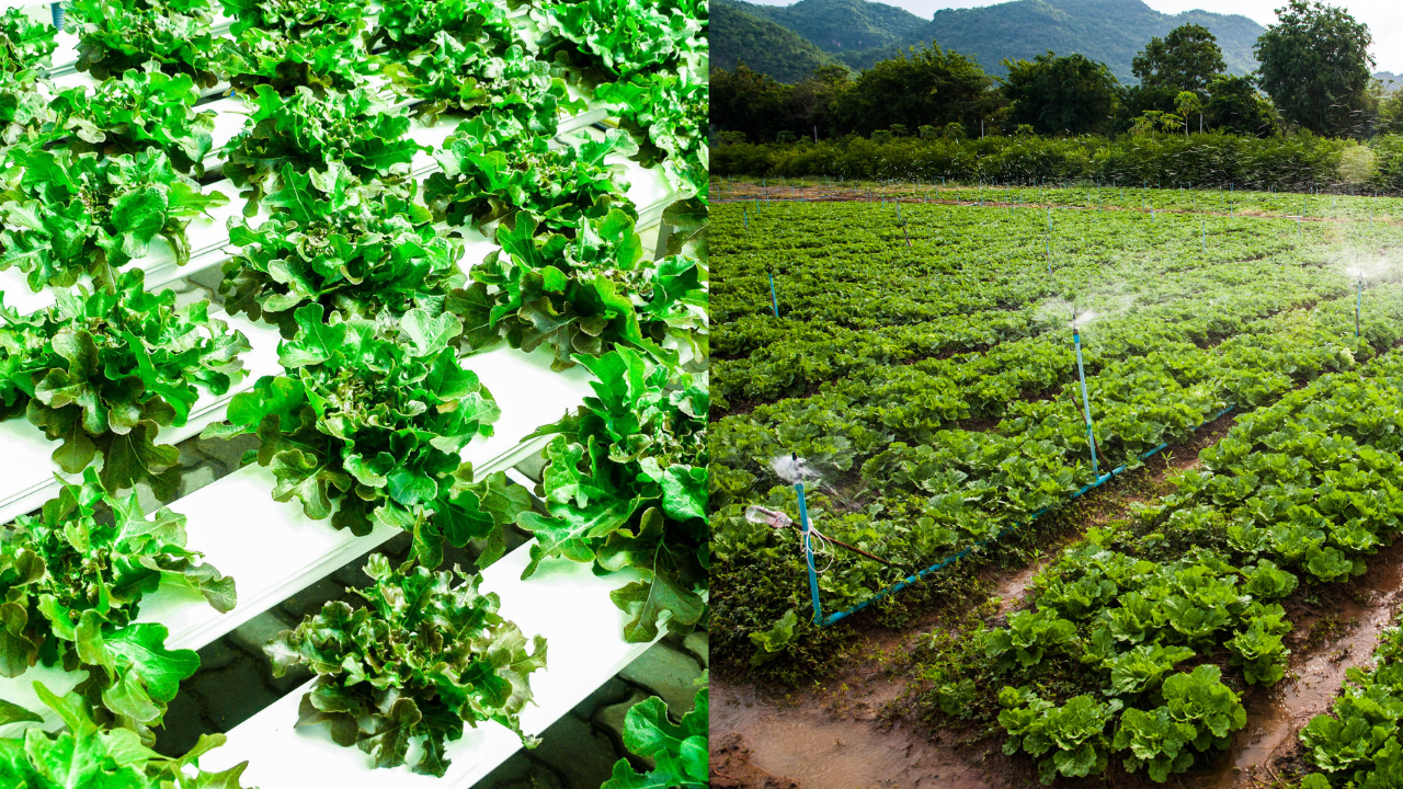 Alfaces cultivadas em sistema hidropônico e em campo aberto com aspersores em área rural