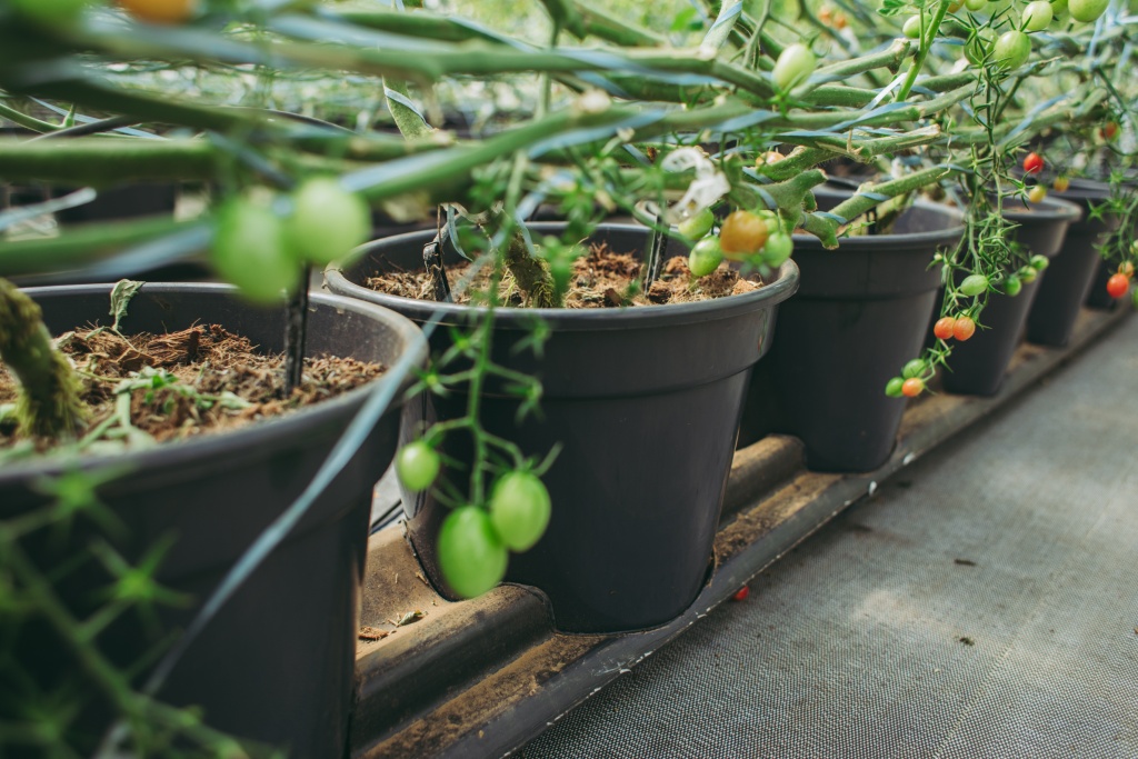 hidropon&iacute;a espa&ntilde;a