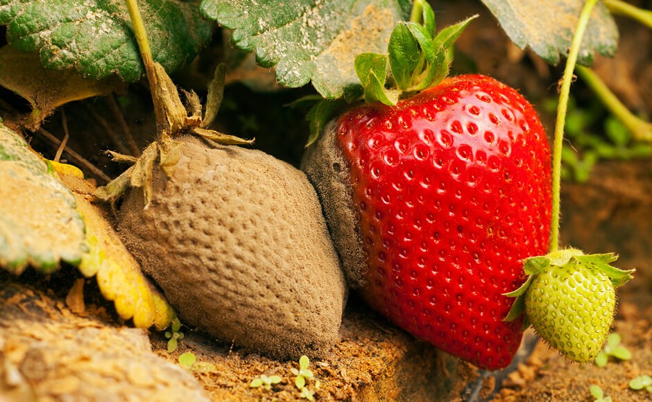 Como tratar la botritis Três morangos em diferentes estágios de maturação na planta