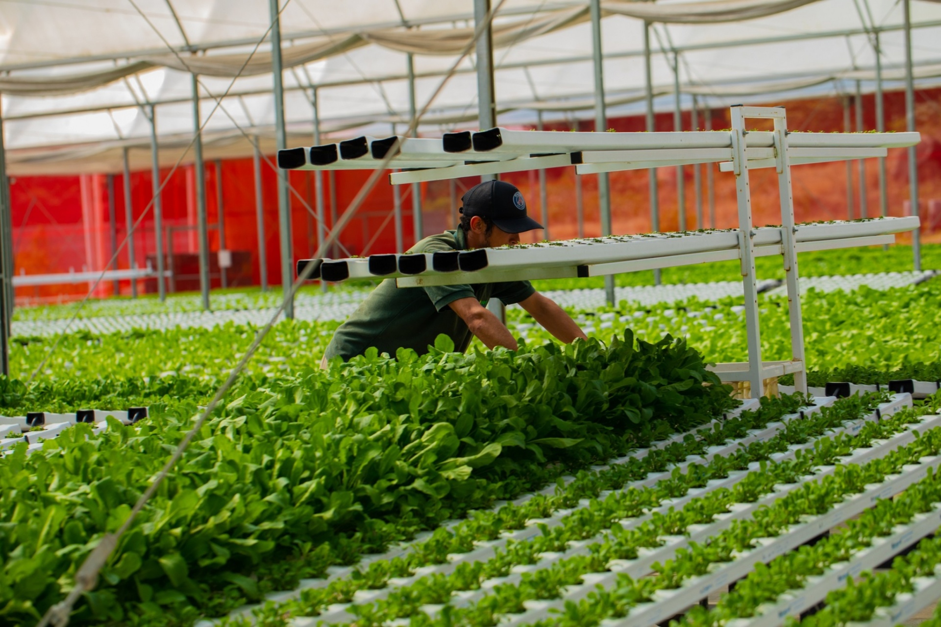 qué se puede cultivar en hidroponía