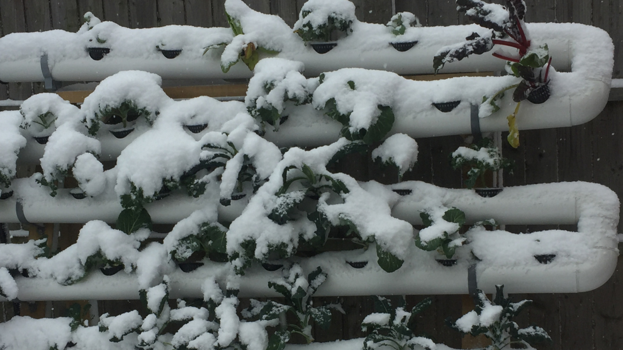 Jardineira vertical com plantas verdes cobertas de neve na parede