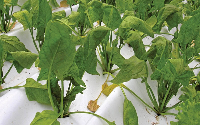 desinfectar hidropon&iacute;a