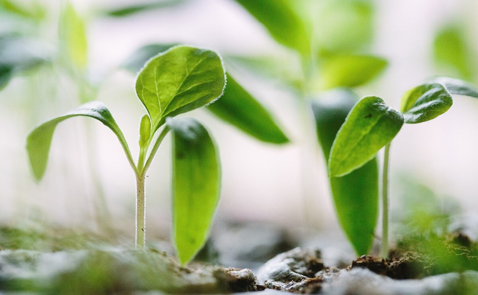 Plantas jovens verdes crescendo em solo úmido com fundo desfocado