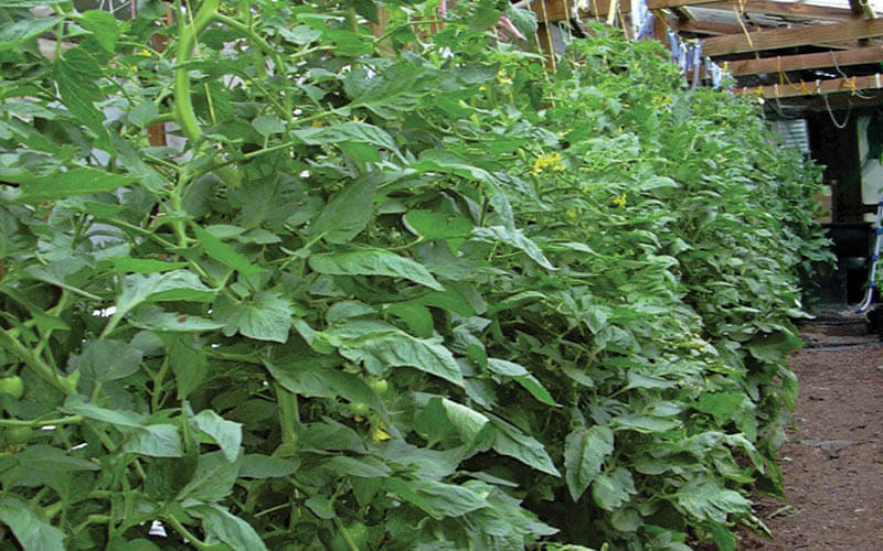 fertilizantes nitrogenados