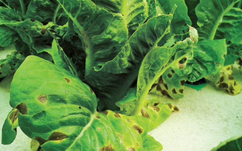 toxicidad nutrientes