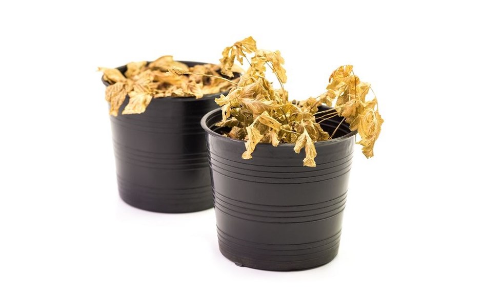 Duas plantas secas em vasos pretos de plástico num fundo branco