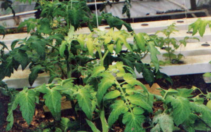 hierro en hidropon&iacute;a