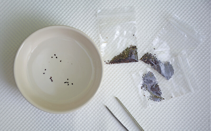 semillas hidropon&iacute;a