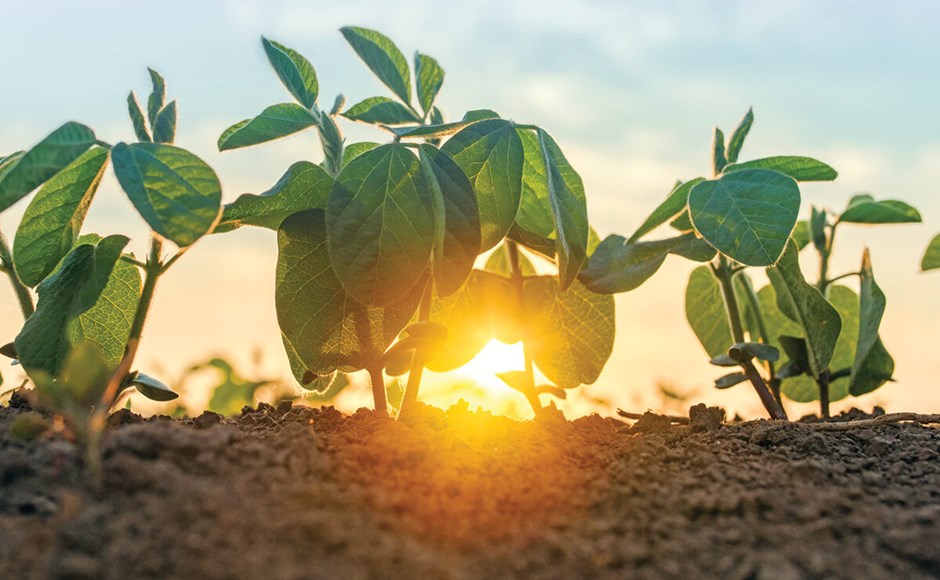 Cómo proteger las plantas del calor intenso Plantas verdes jovens crescendo em solo com luz do sol ao fundo