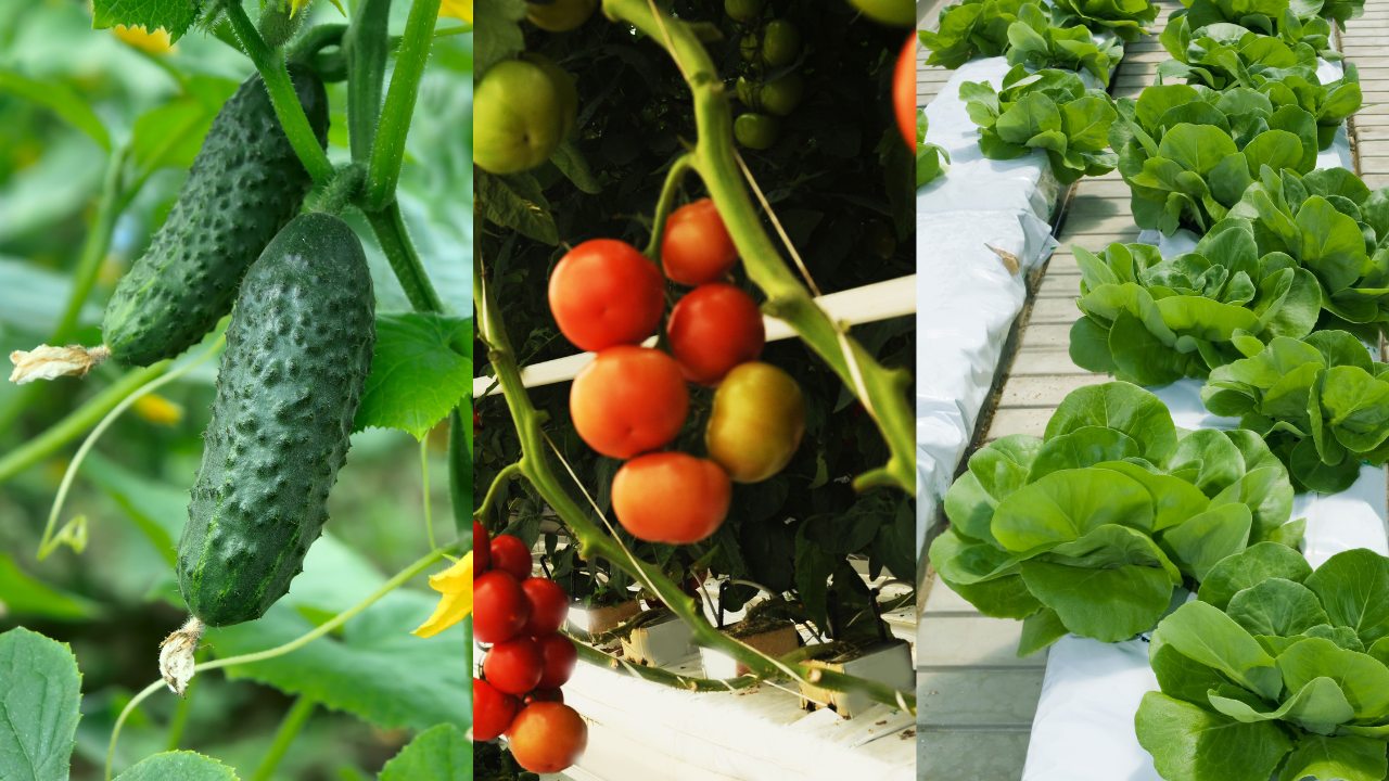 Pepinos, tomates e alfaces frescas cultivadas