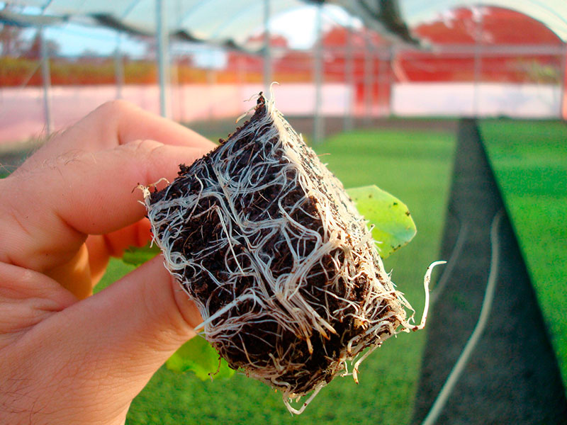 Trasplante de la Hidroponía al suelo? ¿Cómo? Cubos de fibra natural com raízes em estufa de cultivo