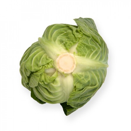Repollo CILEMA Couve verde pequena com folhas firmes e talo central exposto
