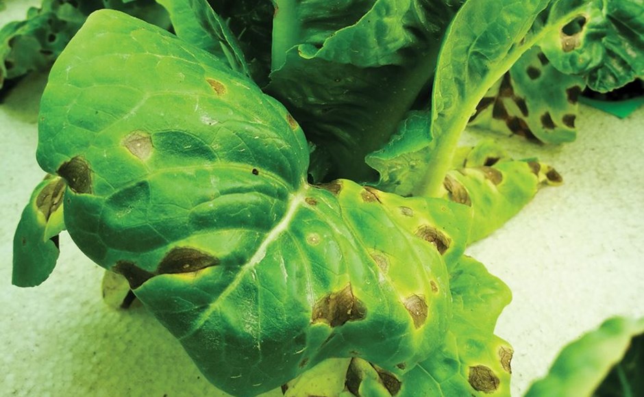 Folhas verdes com manchas marrons e textura rugosa