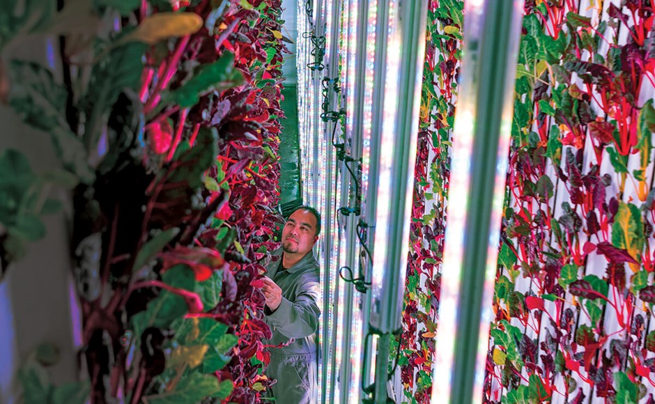 Pessoa cuidando de plantas verticais com luzes fluorescentes