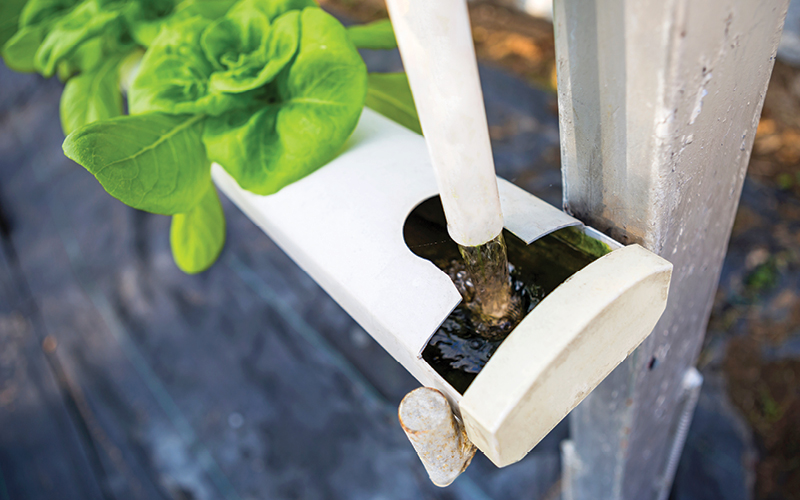 toxicidad hidropon&iacute;a