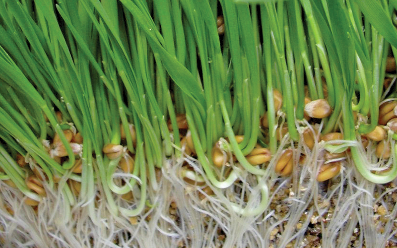 absorci&oacute;n de nutrientes