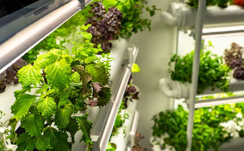 5 Resoluciones de Año Nuevo para Productores Plantas verdes e roxas em sistema hidropónico vertical com tubos brancos e iluminação LED