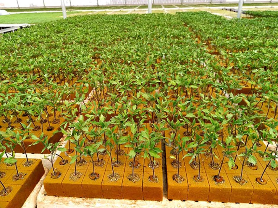 Tablero Espuma Fenólica 5x5x5 Pequenas plantas verdes em blocos de espuma castanha dentro de estufa