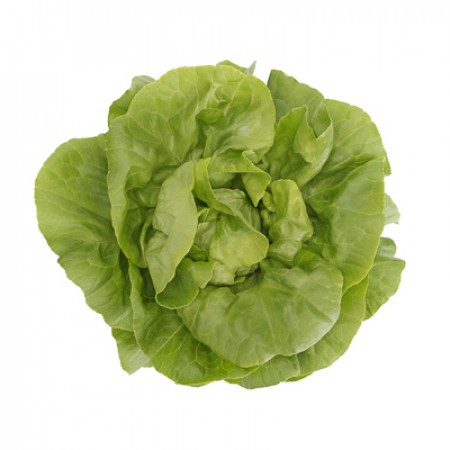 Lechuga Verde Lisa BASILIO Alface fresca verde com folhas arredondadas sobre fundo branco