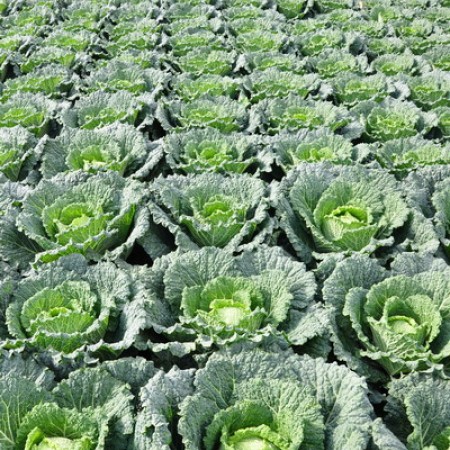 Col de Saboya MADLENE Campo agrícola com plantas de couve verde em fileiras