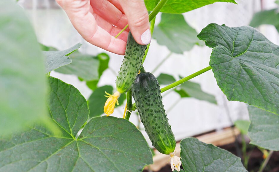 Mão a colher pepinos verdes numa planta com folhas grandes verdes e flores amarelas