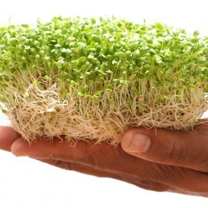 Mãos segurando brotos verdes com raízes brancas em fundo branco