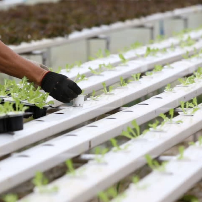 Cultivo hidropónico com plantas verdes e mão com luva preta a cuidar das plantas