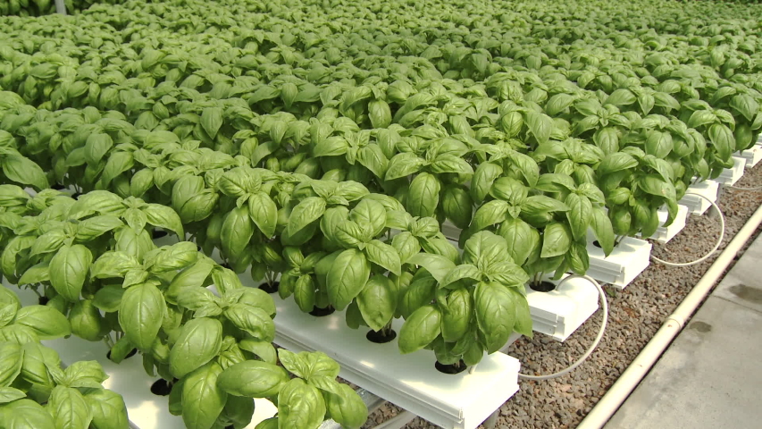 Plantas de manjericão verdes em fileiras organizadas com sistema de irrigação