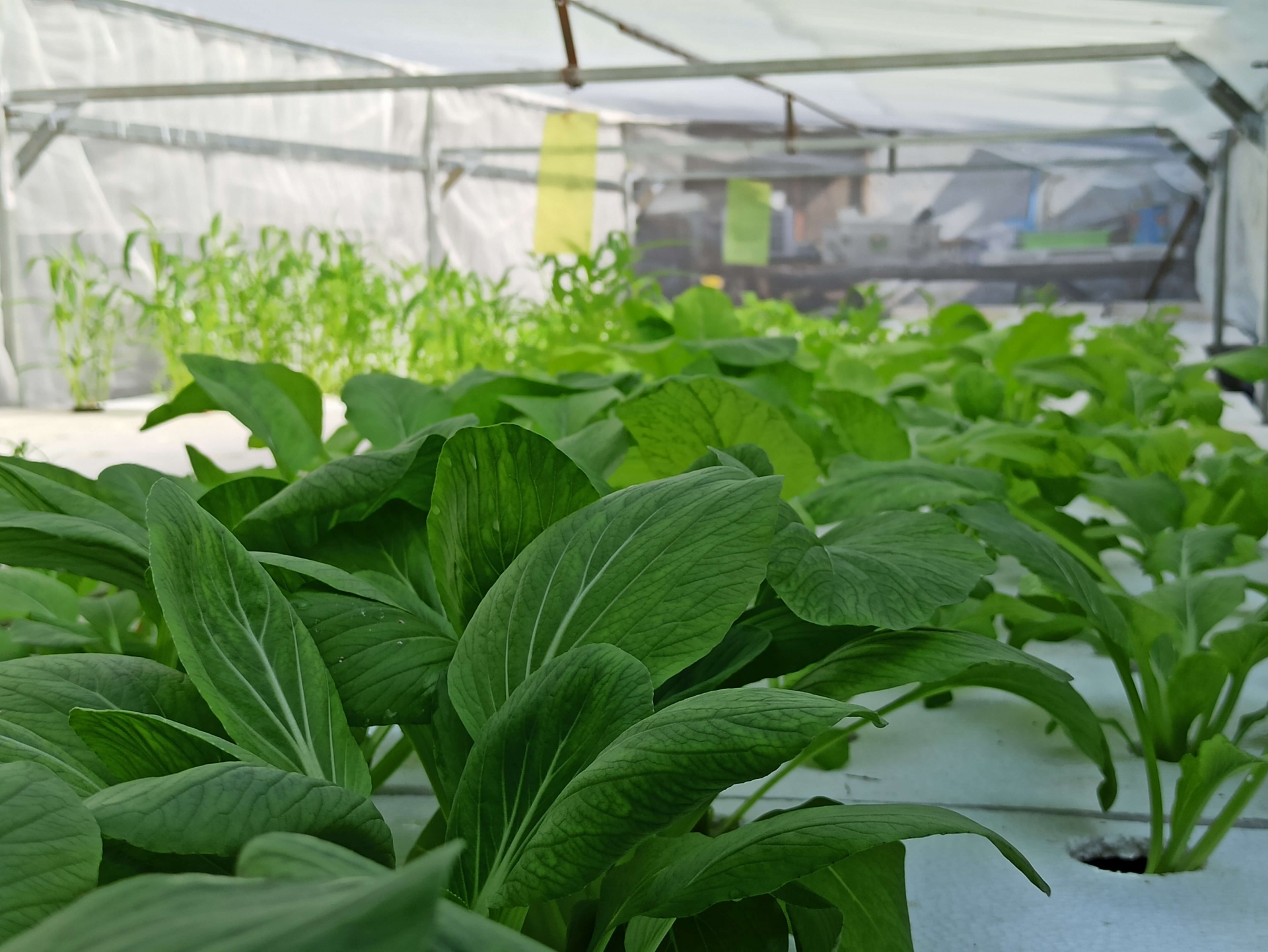 invernadero hidropon&iacute;a