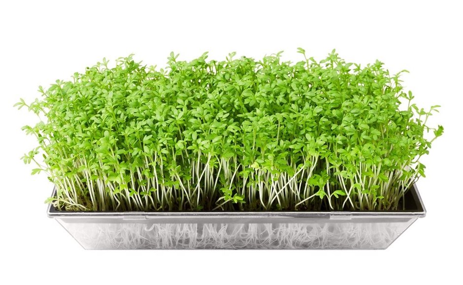 Microgreens - ¡La Micro Revolución! Microvegetais verdes em tabuleiro retangular transparente
