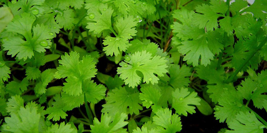 Folhas verdes frescas de coentros com textura lisa