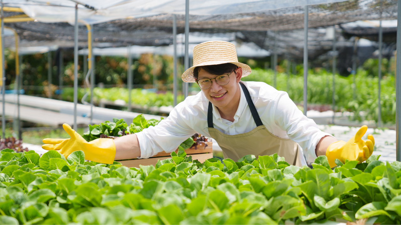 Homem com chapéu e luvas amarelas entre plantas verdes em estufa agrícola