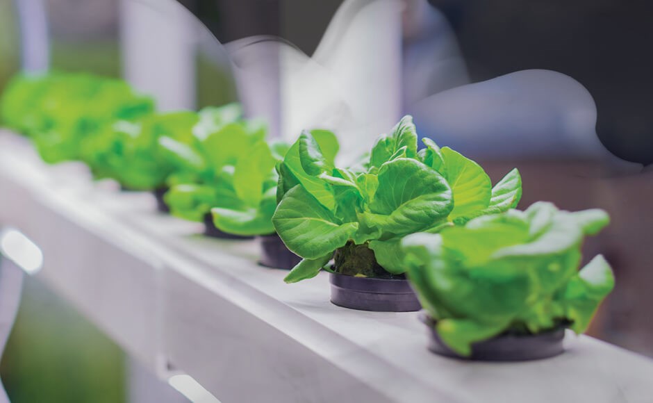 Usa ozono en el invernadero Plantas de alface verdes em vasos pretos em cultivo hidropônico