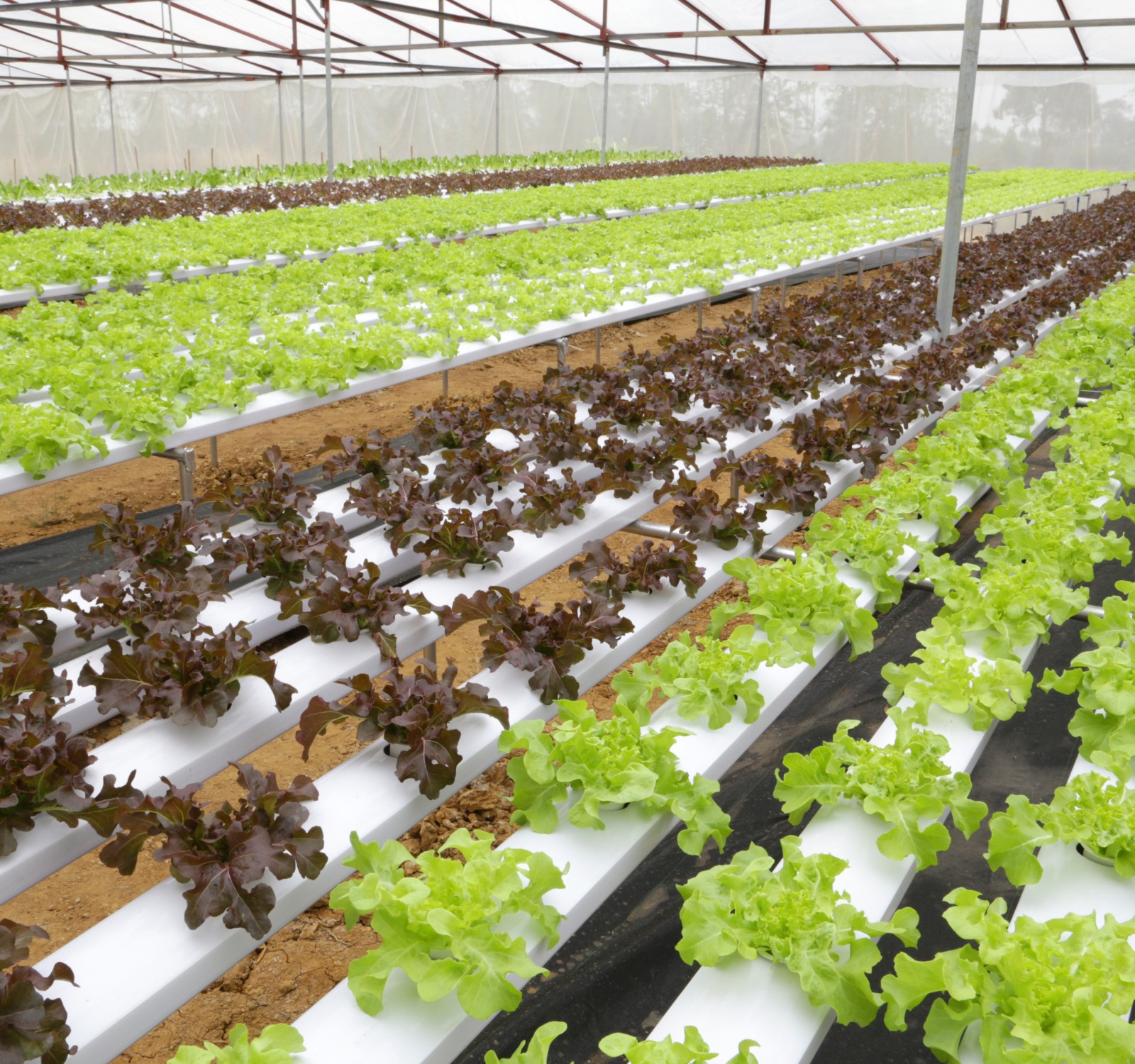 Estufa com linhas de alfaces verdes e roxas em canaletas brancas