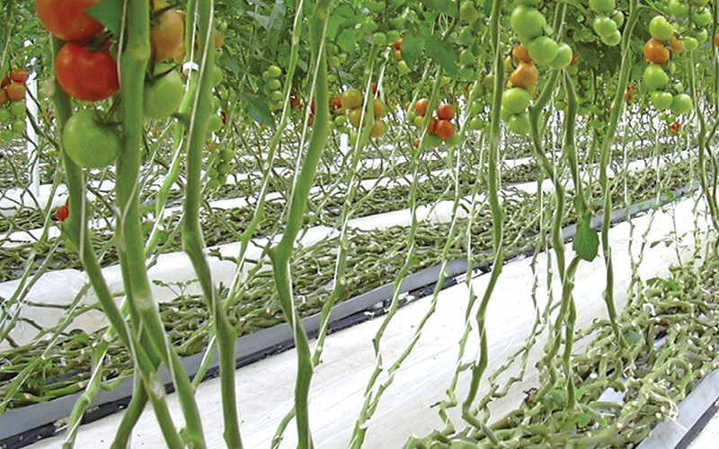 absorci&oacute;n de nutrientes hidropon&iacute;a