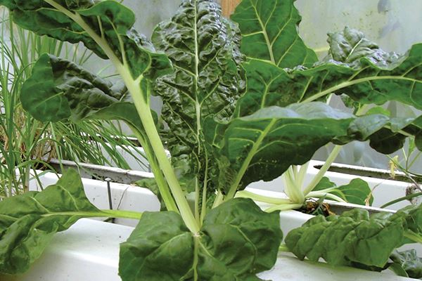 Espinaca hidrop&oacute;nica