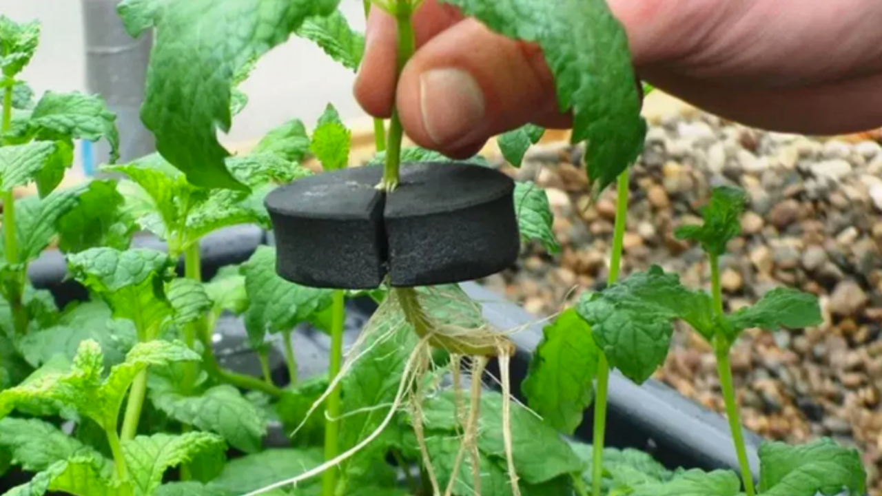 Mão a segurar planta com raízes em vaso preto cercado por folhas verdes