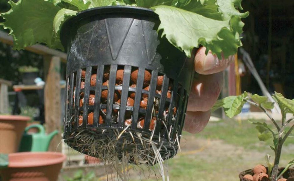 Sistemas hidráulicos al aire libre Planta de alface em vaso de plástico com bolas de argila expandida e raízes visíveis